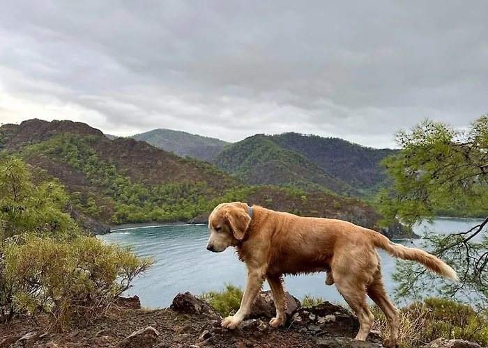 With The Comfort Of *