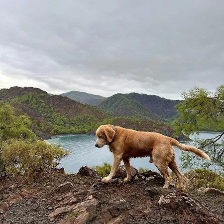 With The Comfort Of *